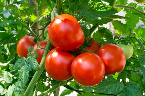 Tomato food quality management